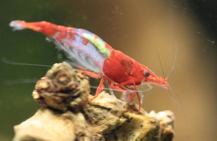 Red rili shrimp close up