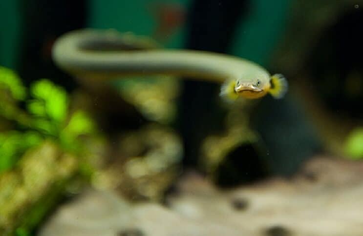 freshwater tank eels