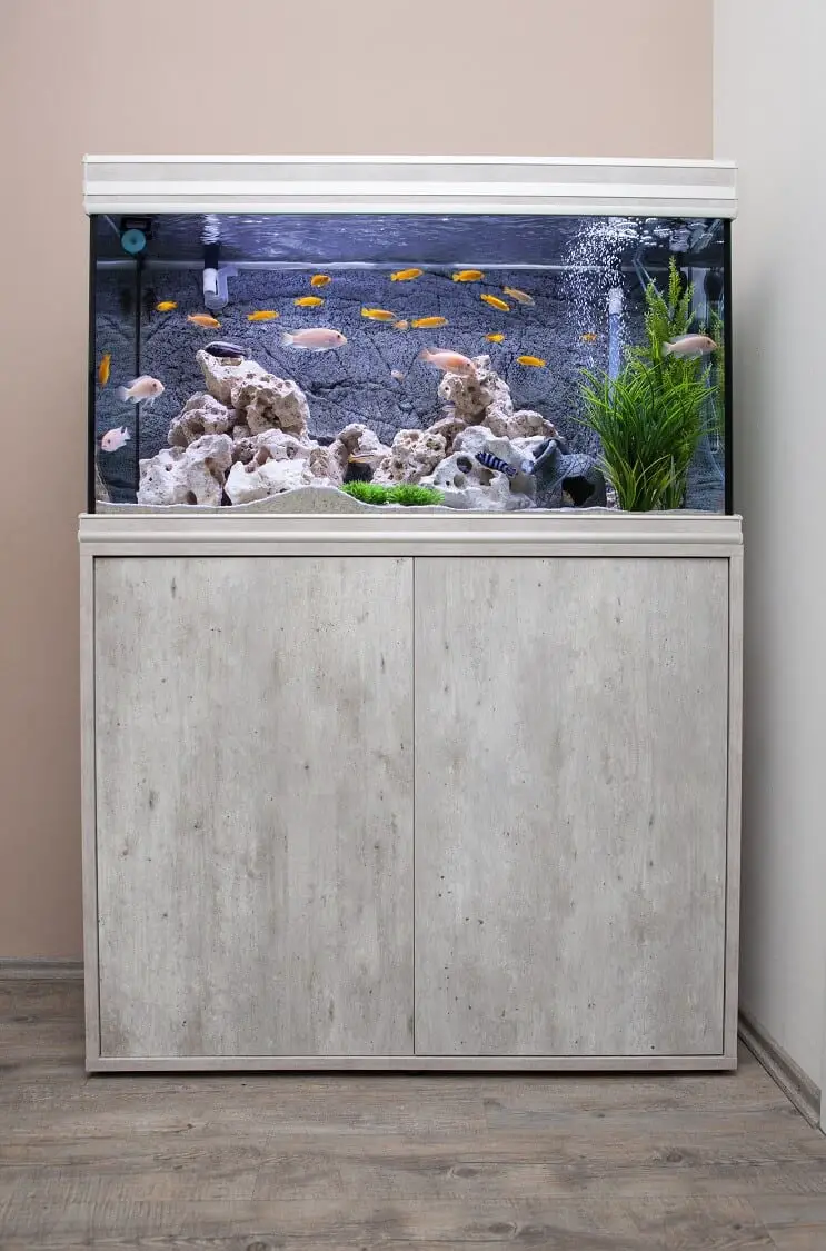 Setting Up A 30 Gallon Tank