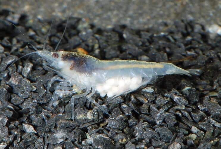 Snowball shrimp resting on dark substrate