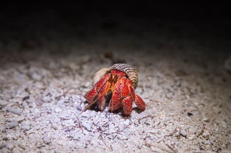 Strawberry Hermit Crab