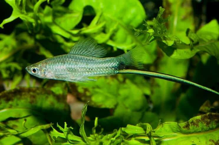 Swordtail swimming through a grove of aquarium plants such as hornwort and Java fern