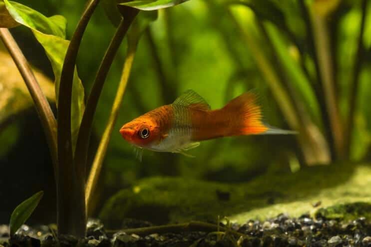 A swordtail fish swimming near the substrate at the bottom of a planted tank