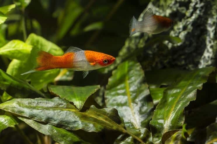 Two swordtail fish swimming together among aquarium plants