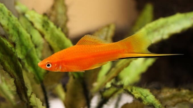 Swordtail Fish Care Guide Are These Lively Livebearers For You? Banner