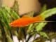 Swordtail Fish Care Guide Are These Lively Livebearers For You? Banner