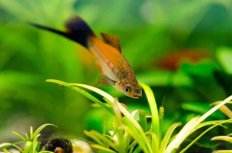 Swordtail fish swimming near guppy grass