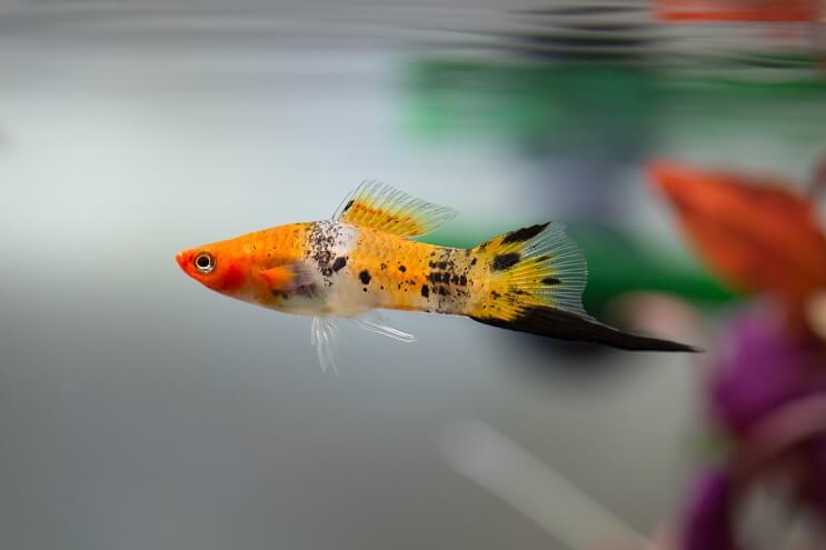 Swordtail fish swimming near the surface of a planted tank