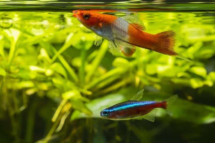 Swordtail fish swimming at the surface with a neon tetra