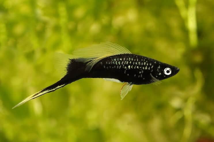 Swordtail