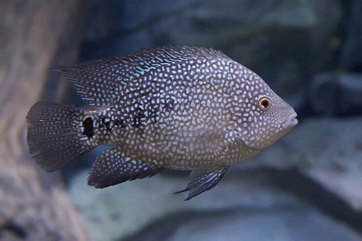 Texas Cichlid Appearance