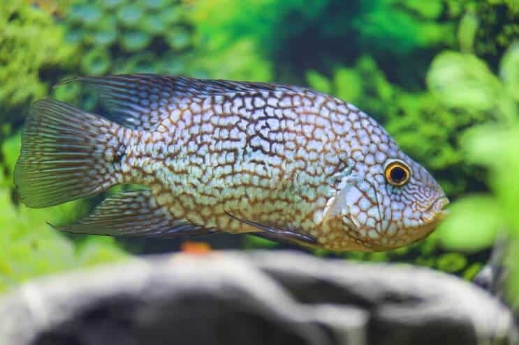 Texas Cichlid Diet