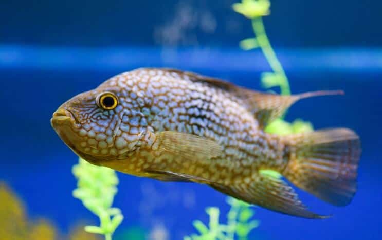 Texas Cichlid Habitat