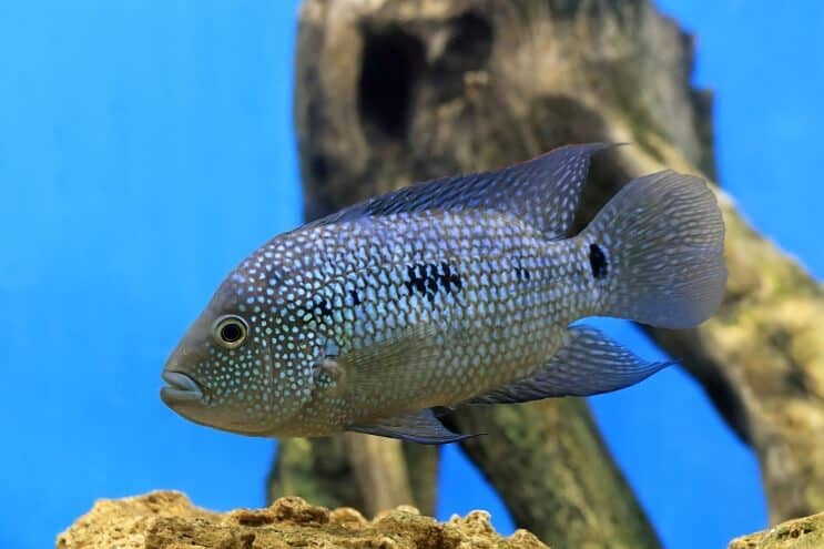 Texas Cichlid Overview