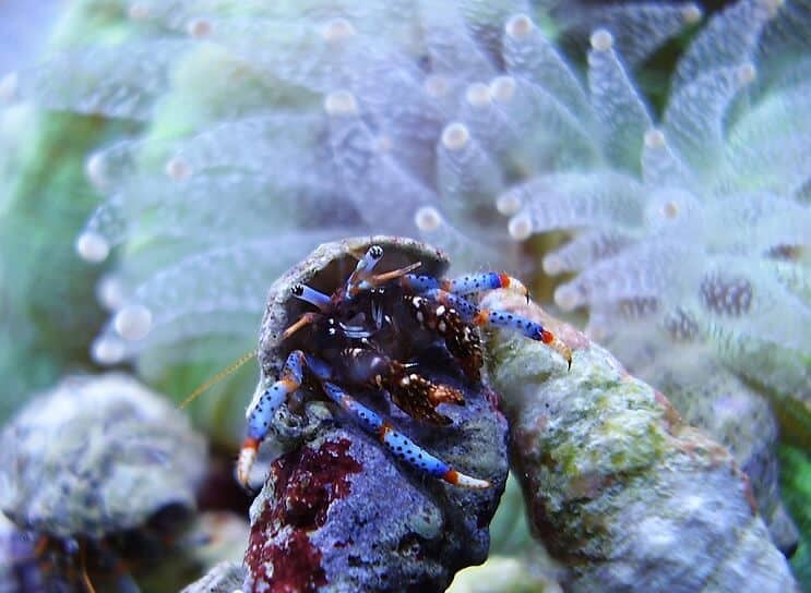 The Blue Leg Hermit Crab