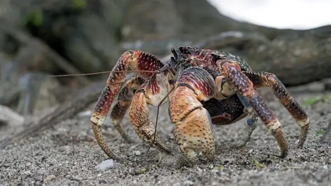 The Coconut Crab