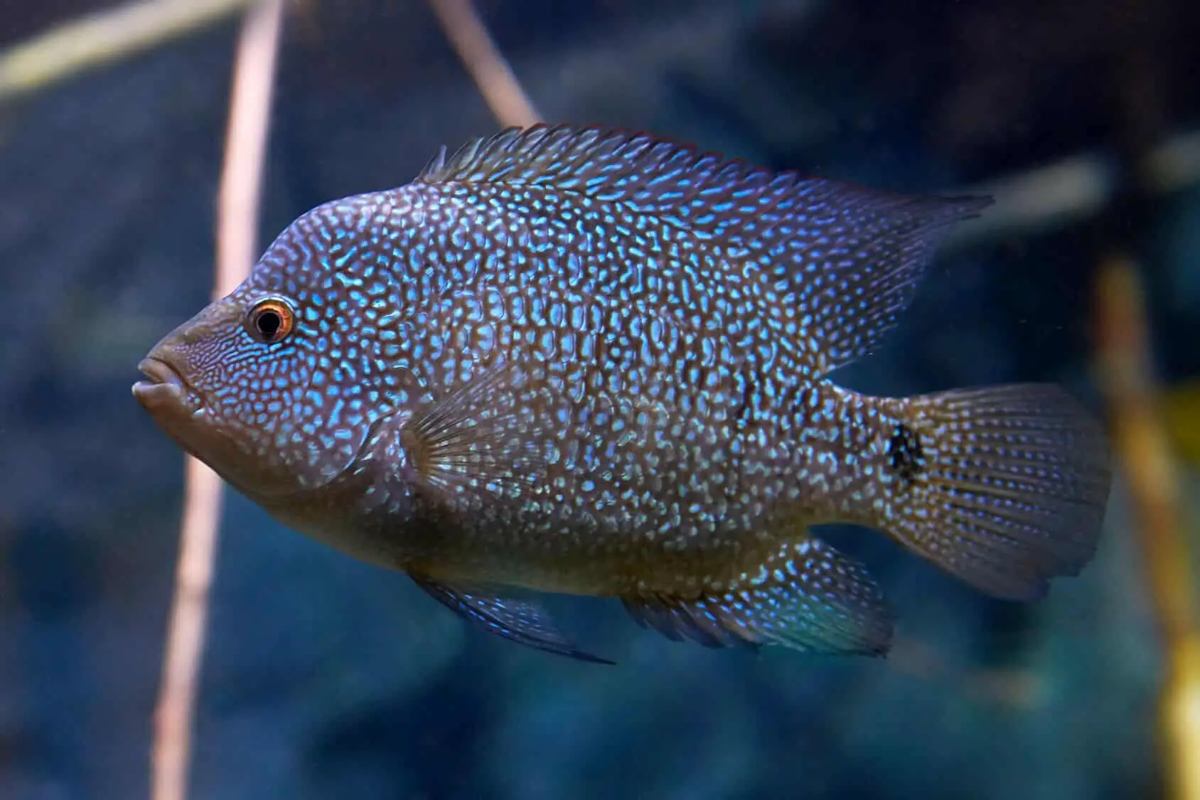 frustrerende Habubu Bevægelig Texas Cichlid Care Guide & Species Profile - Fishkeeping World