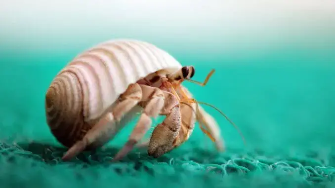 Hermit Crab Care Guide & Species Profile | Fishkeeping World Hermit Crab Care Guide & Species Profile | Fishkeeping World