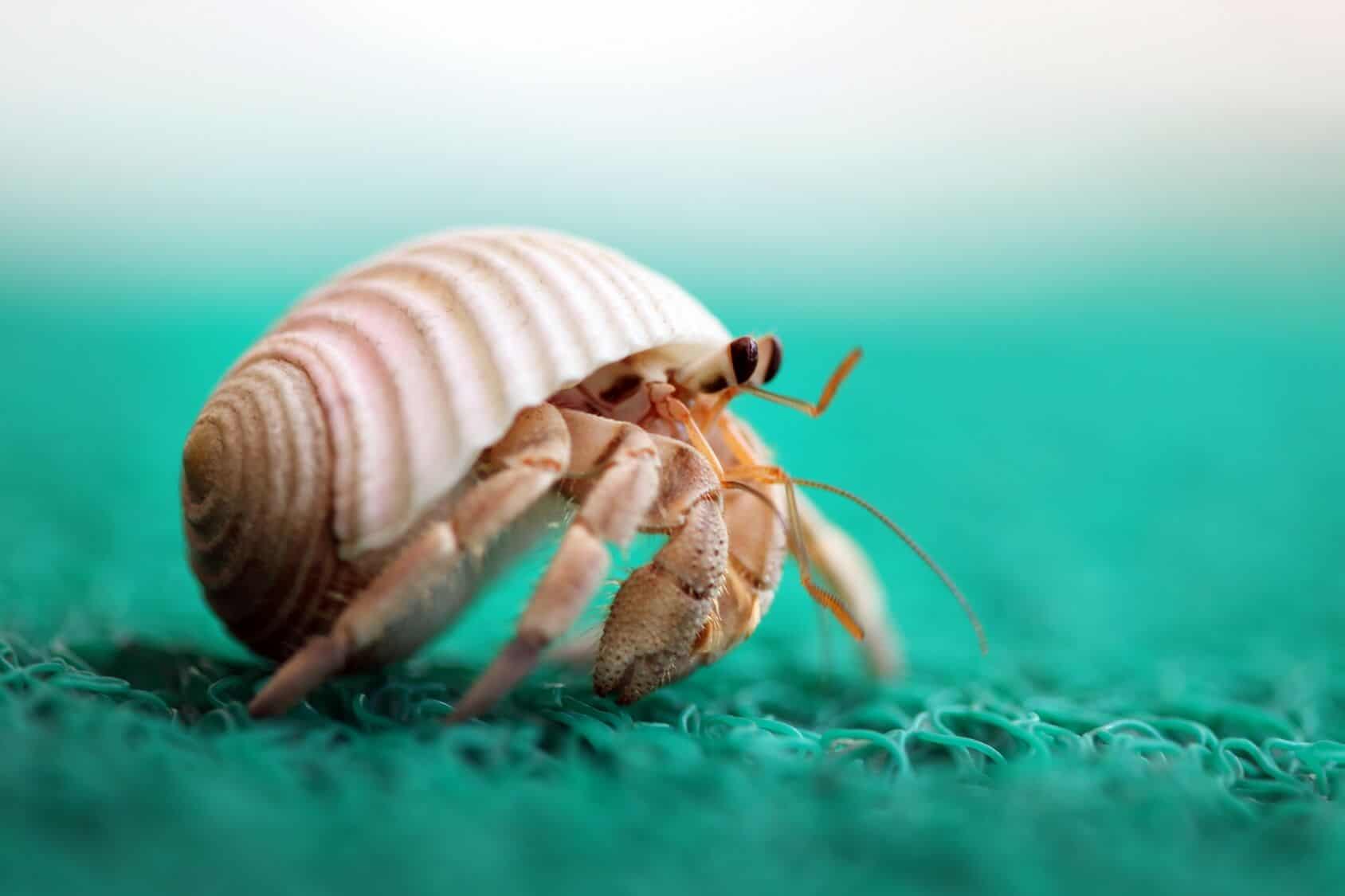 Close Up Of A Halloween Hermit Crab Or Striped Leg Hermit Crab Ciliopagurus Strigatus Showing Its Stock Photo Picture And Rights Managed Image Pic Nhp Zb2679 247967 0041 Agefotostock