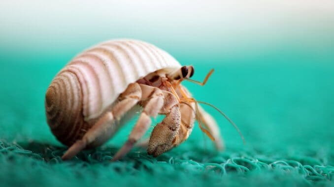 The Ultimate Hermit Crab Care Guide Habitat, Food And Much More… Banner