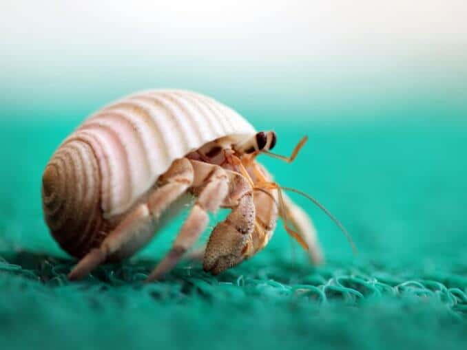 Thai Micro Crab - The Complete Care Guide