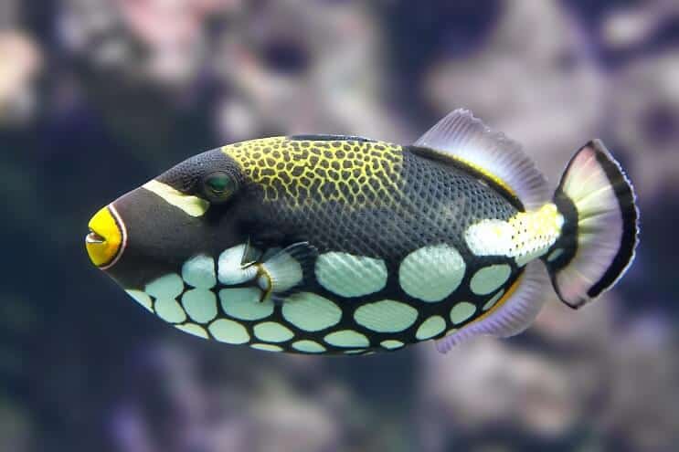 Triggerfish