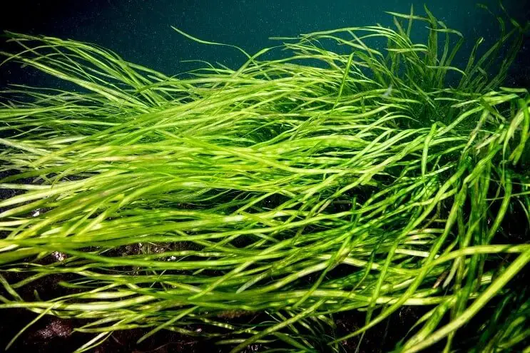 Vallisneria