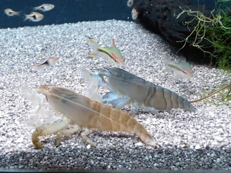Pair of vampire shrimp in substrate