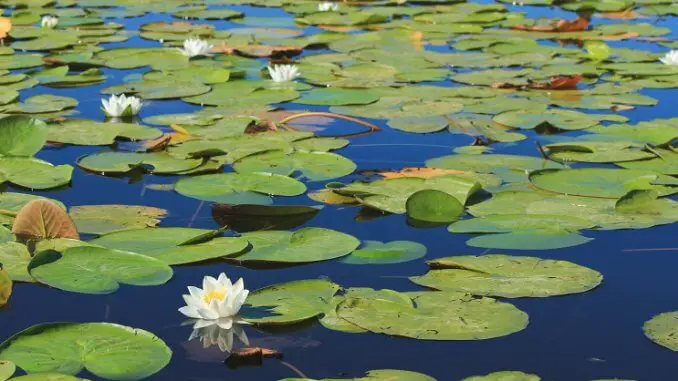 Water Lily