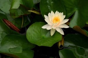 Dwarf water lily floating near leaves