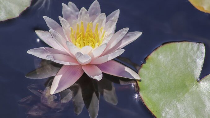 Water Lily The Complete Guide (Care, Growing, Propagation and More…) Banner