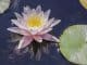 Water Lily The Complete Guide (Care, Growing, Propagation and More…) Banner