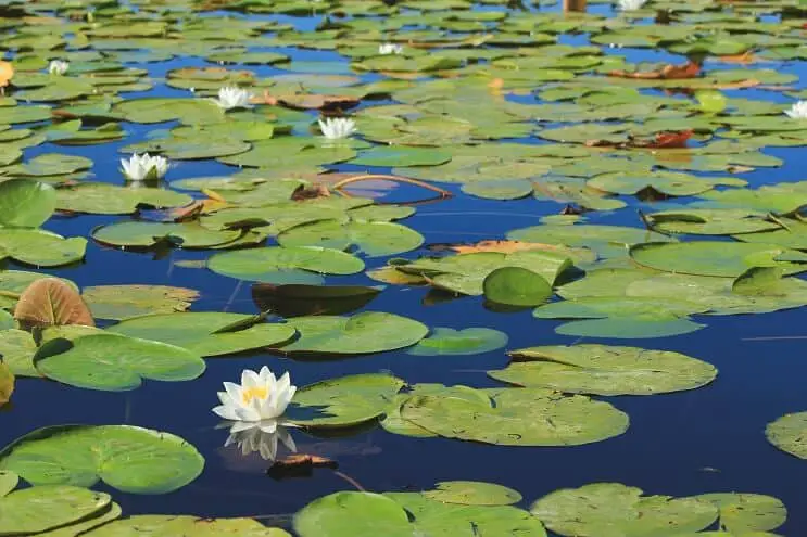 Dwarf water lilies floating on a pond