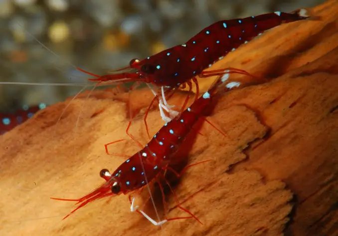 Pair of cardinal shrimp close up