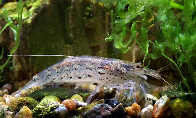 Green lace shrimp resting near substrate