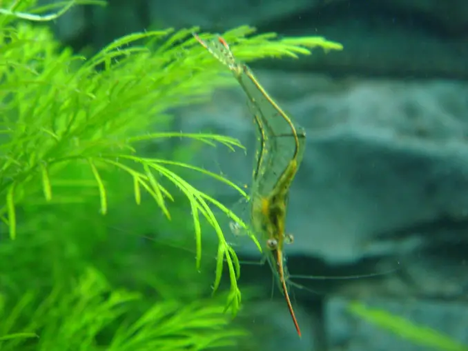 Pinocchio shrimp in planted tank