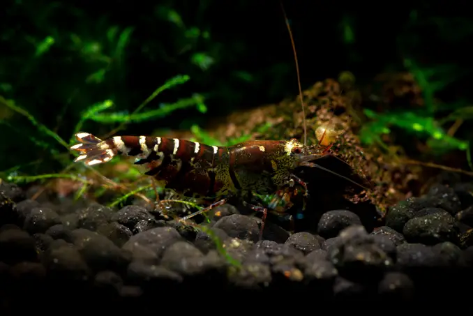 Tibee shrimp near bottom of planted aquarium