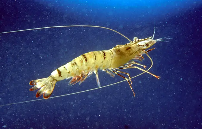 Tiger shrimp against dark background