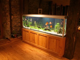 40 Gallon Fish Tank Best Fish, Setup Ideas and More… Banner