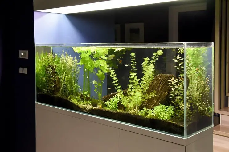 40 Gallon Setup Ideas