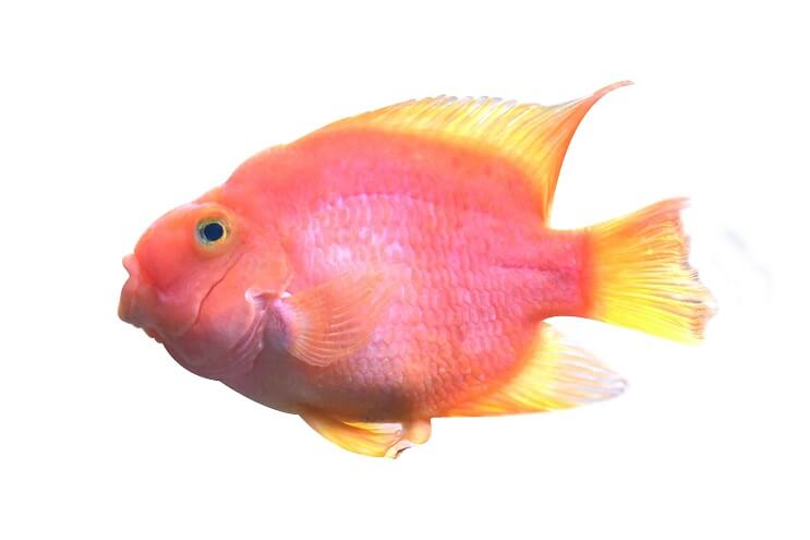 Blood parrot cichlid in front of white background