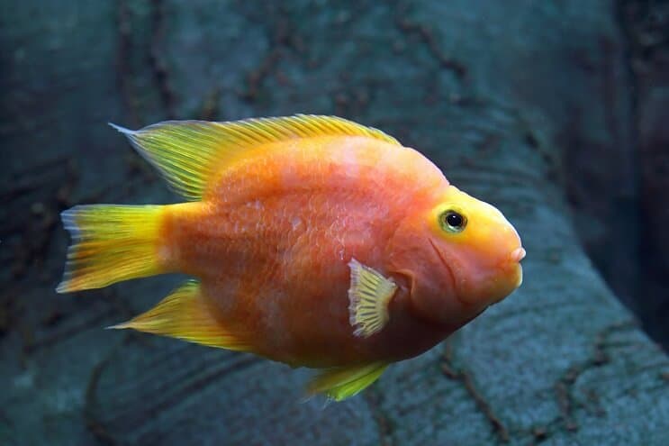 Blood parrot cichlid swimming in a dark tank