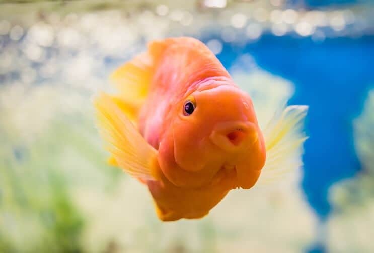 Blood parrot cichlid mouth close up