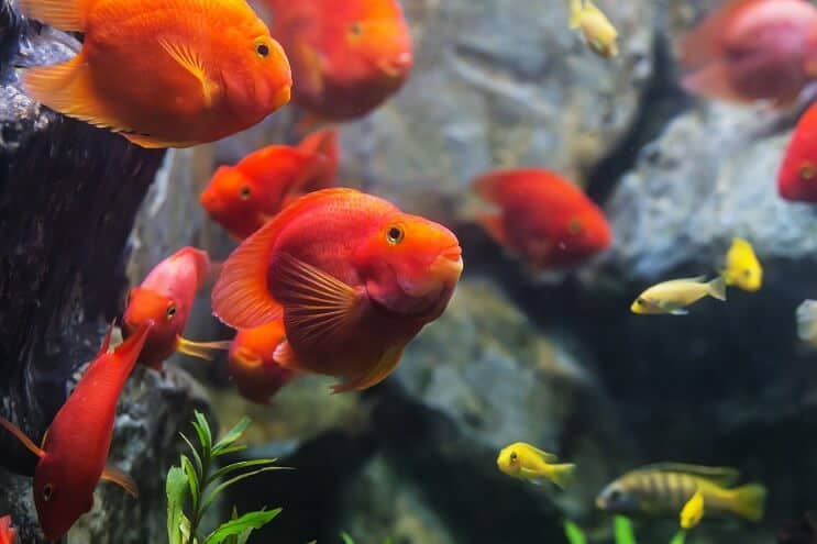 Blood parrot cichlid swimming in community tank