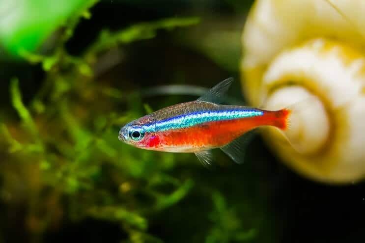 Cardinal tetra up close in a planted aquarium