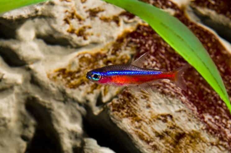 Cardinal tetra swimming near submerged logs and aquarium plants