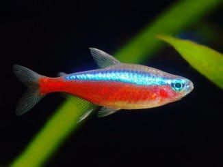 Cardinal Tetra Complete Care Guide Banner
