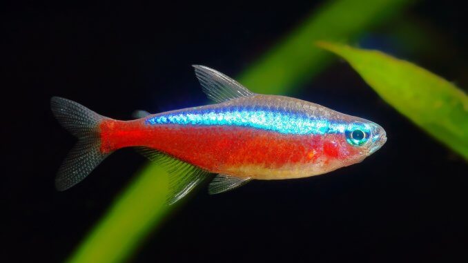Cardinal Tetra Complete Care Guide Banner