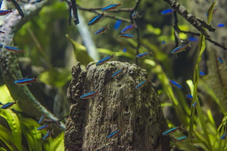 A school of cardinal tetras in a habitat tank with driftwood, plants, and decorations