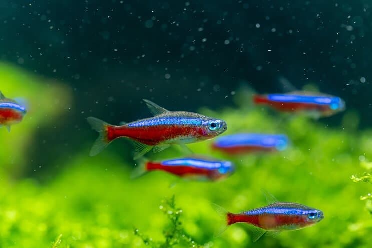 A small school of cardinal tetras swimming above Java fern